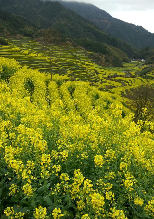 油菜花的文化背景与花语（美丽绽放的黄色花海喻意丰富多彩）