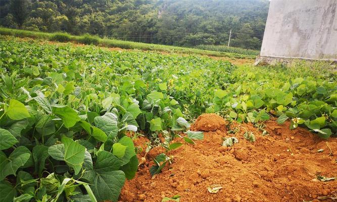 白地瓜种植最佳时间（从季节、气候、土壤等角度出发）