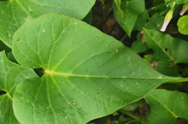 白地瓜种植最佳时间（从季节、气候、土壤等角度出发）