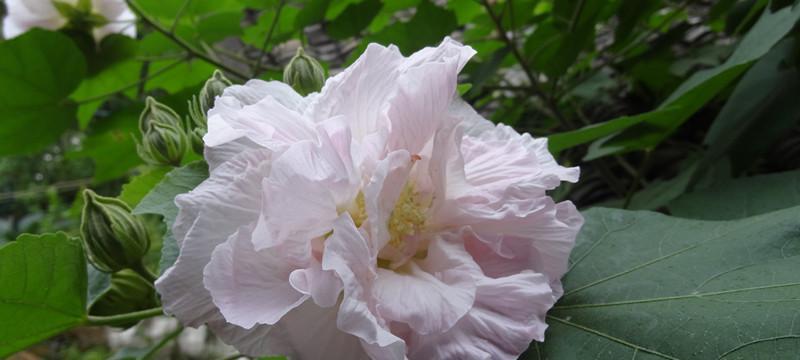 白芙蓉花的象征意义（探究白芙蓉花在文化中的代表意义与价值）