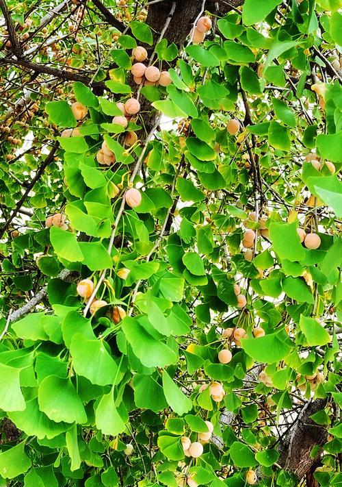 白果上市季节与成熟情况（了解白果的上市时间及成熟过程）