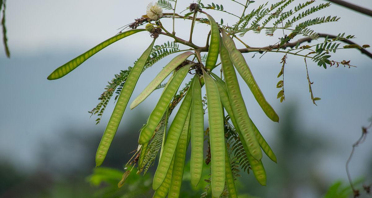 探秘白果——一种常见的坚果类植物果实（了解白果的来源）