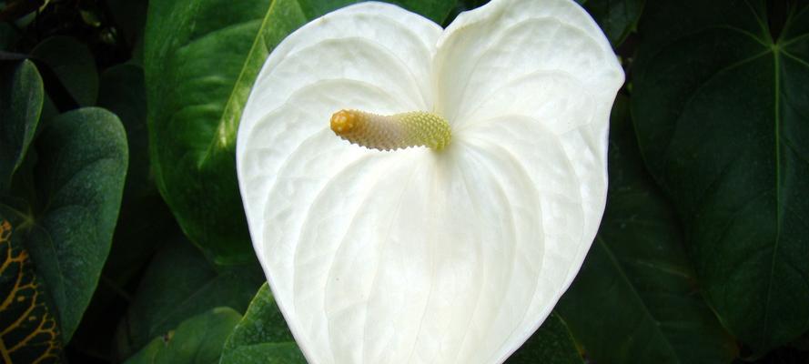 白鹤芋开花的奥秘（揭开白鹤芋开花的时间和条件）