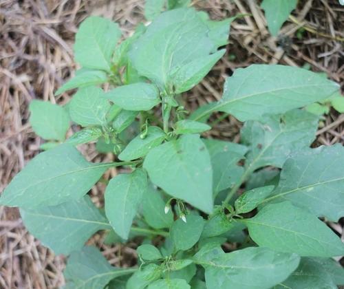 白花菜种植全攻略（如何栽培出丰收的白花菜）