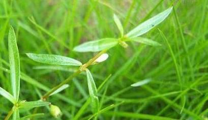 白花蛇舌草的知识介绍（认识白花蛇舌草的别名和特性）