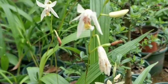 探究小白芨的功效与作用（小白芨的全面解读）