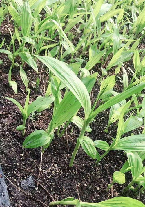 白芨的生长环境和生长地方条件（了解白芨的生长条件）