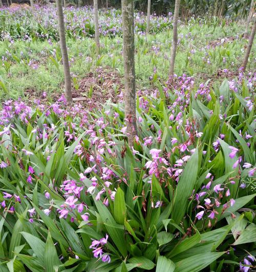 白芨的生长环境和生长地方条件（了解白芨的生长条件）