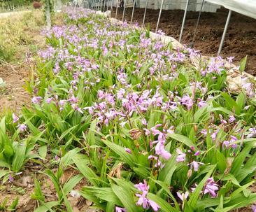 揭秘白芨亩产量，几斤为宝（探究白芨亩产量）