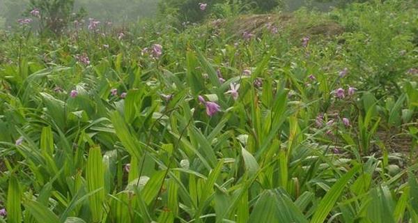 白芨的生长环境条件及特点（探究白芨适宜生长的自然环境和生长特点）