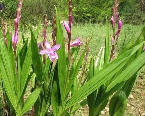 白芨施肥秘籍（肥料种类）