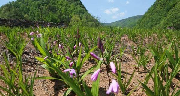 白芨喜阳还是喜阴（白芨的适宜生长条件）