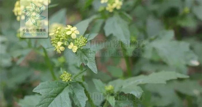 了解白芥子（揭秘白芥子的来源）