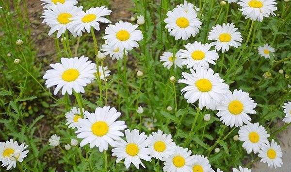 白晶菊的开花时间和季节特征（探寻白晶菊美丽花期）