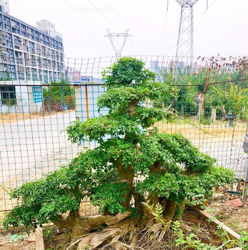 白蜡盆景的耐寒特性及园林应用（探析白蜡盆景在北方地区的生存环境及特点）