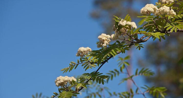 白蜡树的发芽时间及生长特点（了解白蜡树的生长周期及生态环境）