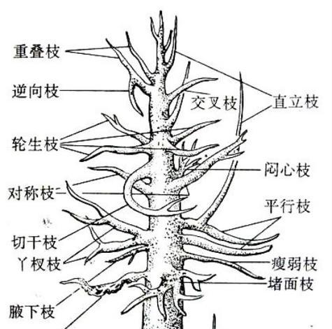 白蜡树修剪方法（打造美丽庭院的秘诀）