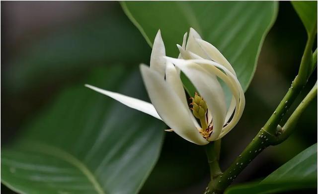 白兰花开花周期探究（掌握白兰花开花的时间和要点）