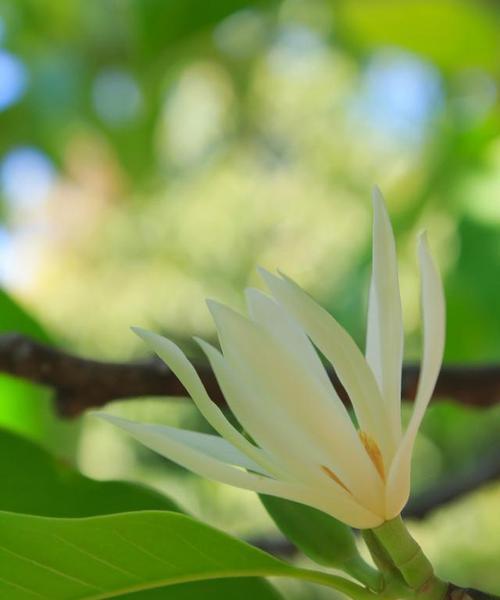 揭开白兰花和白玉兰的真正面貌（白兰花和白玉兰的异同及生长环境）