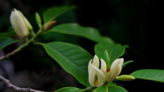 白兰花开花时间全解析（探秘白兰花最佳开花月份及关键因素）