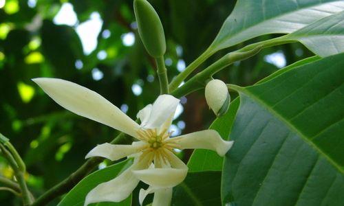 白兰花开花季节解析（白兰花开花时间）