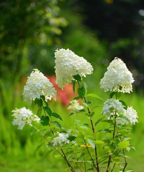 以玫瑰花的花语为主题写失恋的心情（探寻玫瑰花中的失恋故事）