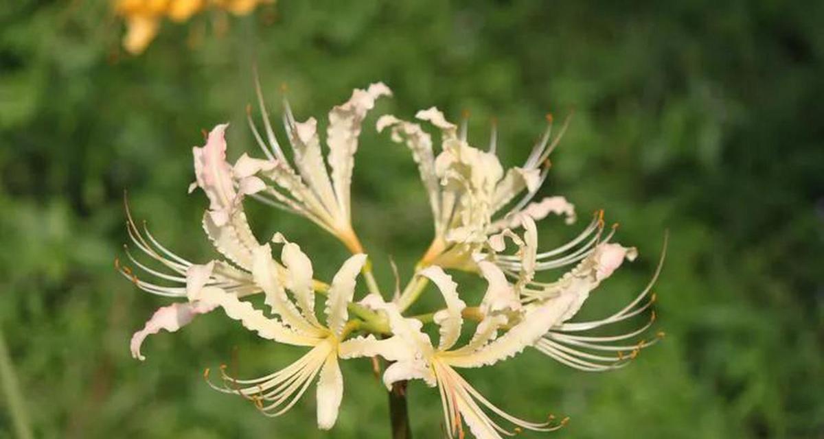 寄情花，诉思念与等待（等待的花语）