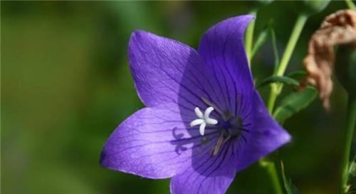 用百合花表达挽留的情感（永恒的爱）