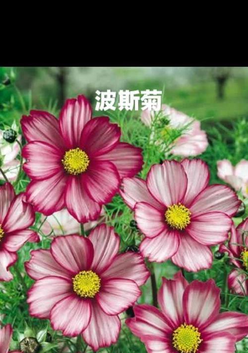 花语告白（以玫瑰花为媒）