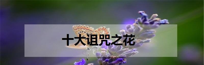 无所谓——探寻花语中的自由心态（以玫瑰花为例）