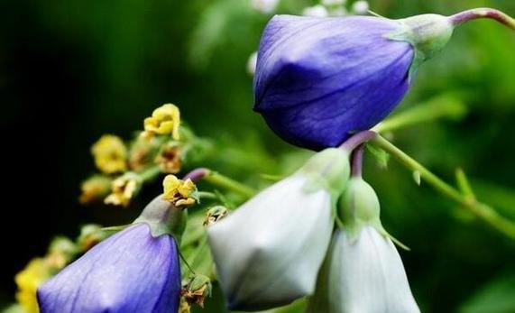 用百合的花语传达喜欢之情（用百合花语表达真挚的爱意）