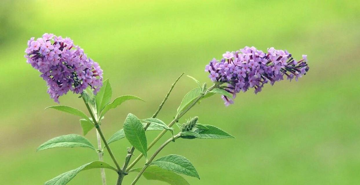 信仰之花（百合花）