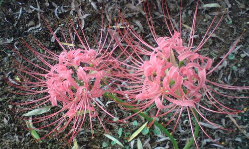 英雄之花——玫瑰花的花语（玫瑰花传递英雄主题的爱与敬意）