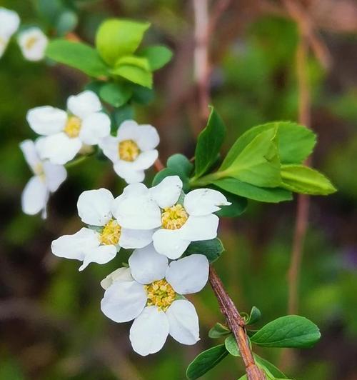 英雄之花——玫瑰花的花语（玫瑰花传递英雄主题的爱与敬意）