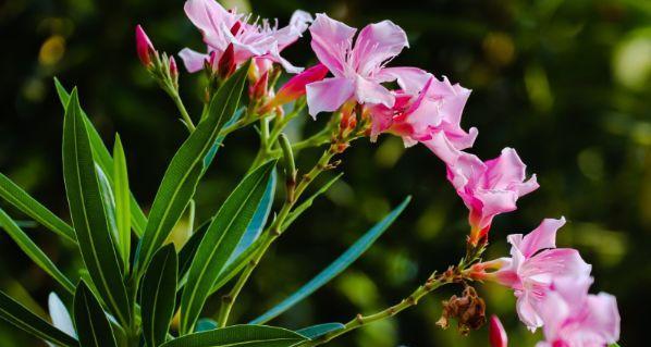 永恒的友谊——以百合花的花语为主题（探寻百合花的花语和它象征的永恒友谊）