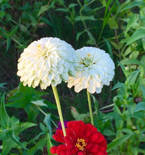 永恒的友谊——以百合花的花语为主题（探寻百合花的花语和它象征的永恒友谊）