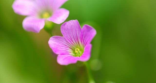 友谊花开，情谊永存（以菊花为主题的花语探索）