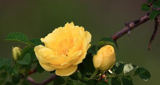 挚友如花开，共绽青春（以“茉莉花”的花语探索真挚友谊的力量）