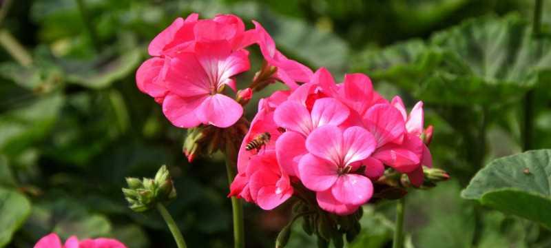 挚友如花开，共绽青春（以“茉莉花”的花语探索真挚友谊的力量）