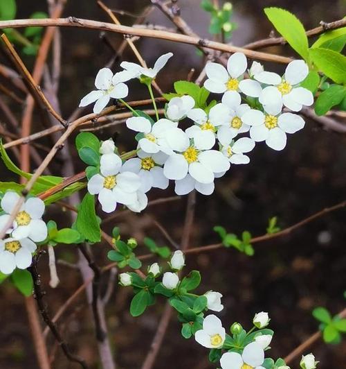 主角之花（康乃馨花语与主角形象的和谐共生）