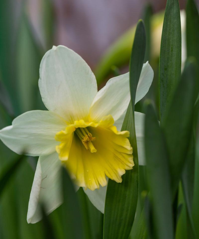 自信之花——勇敢前行的迎春花（以迎春花为主题的自信花语）