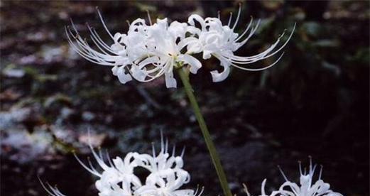 以乌云花的花语为主题的诅咒之歌（乌云花的神秘符号与恶魔诅咒）