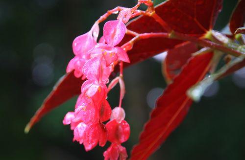 花语魅惑（探寻以茉莉花为代表的魅惑花语之美）