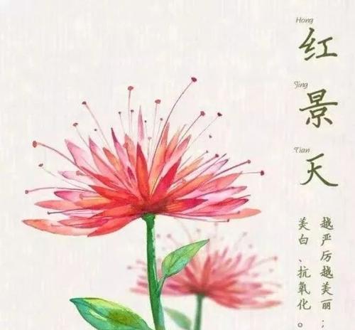 双生花的神秘寓意和象征（探寻双生花背后的奥秘）