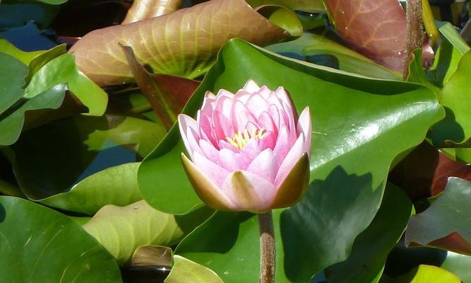 水草开花（水草开花预示着什么）