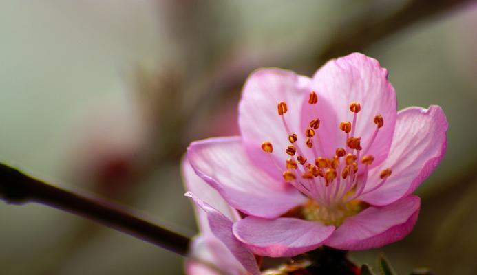 桃花（桃花的象征意义和文化内涵）