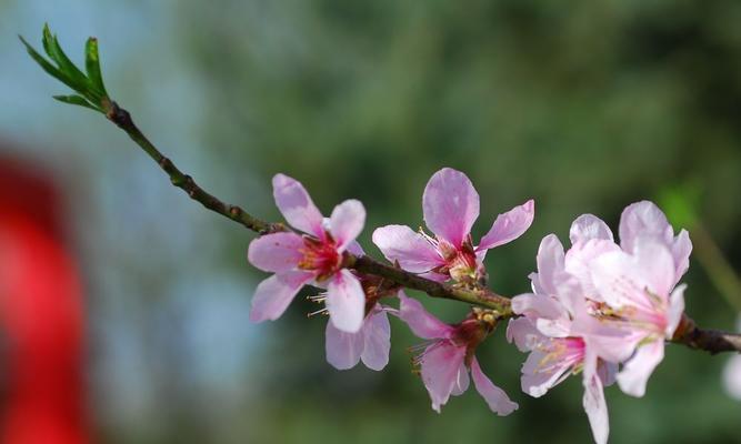 桃花的象征意义（桃花之美与文化内涵）