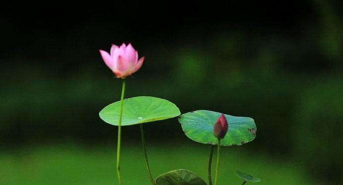 碗莲的花语和寓意（揭开碗莲花所代表的象征意义）