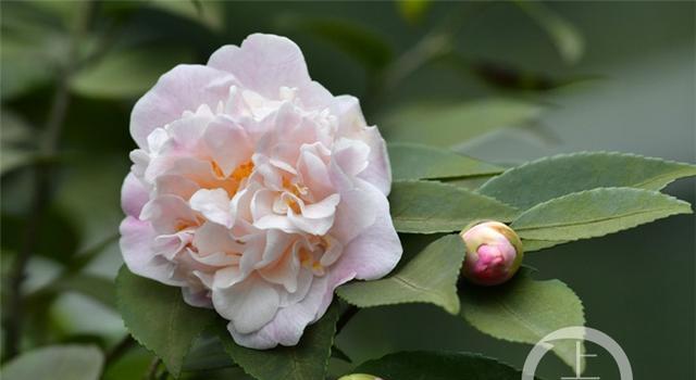 威海市花——康乃馨的寓意与传承（威海市花康乃馨的文化内涵与美丽风采）