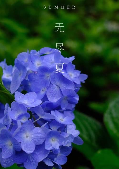 无尽夏的花语与寓意（揭开无尽夏花朵的神秘面纱）